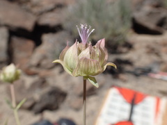 Monardella linoides sierrae