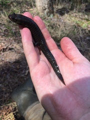 Desmognathus amphileucus