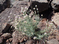 Monardella linoides sierrae