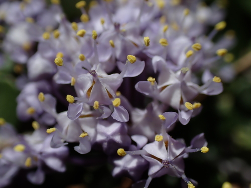 Fresno mat (Ceanothus fresnensis)
