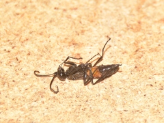 Arachnospila