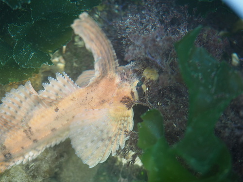 Sailfin Sculpin