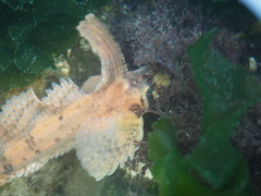 Nautichthys oculofasciatus