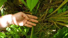 Carex trisperma