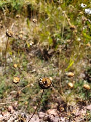 Anthemis cretica carpatica