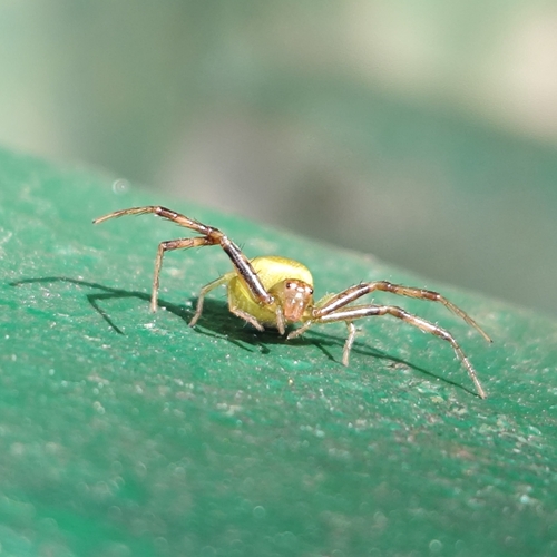 Synema albomaculatum