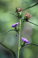 Eurybia hemispherica