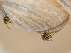 Dolichovespula media