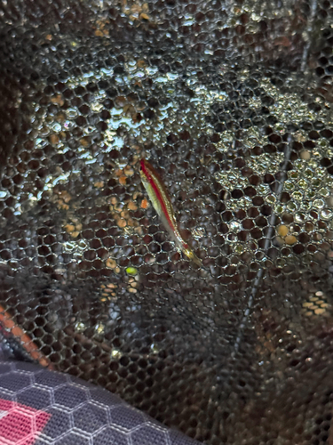 Redline rasbora (Trigonopoma pauciperforatum) — Cyprinidae