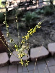 Melilotus officinalis