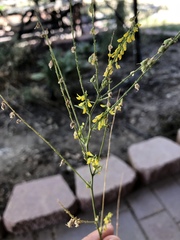 Melilotus officinalis