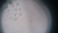 Fuscoporia ferruginosa