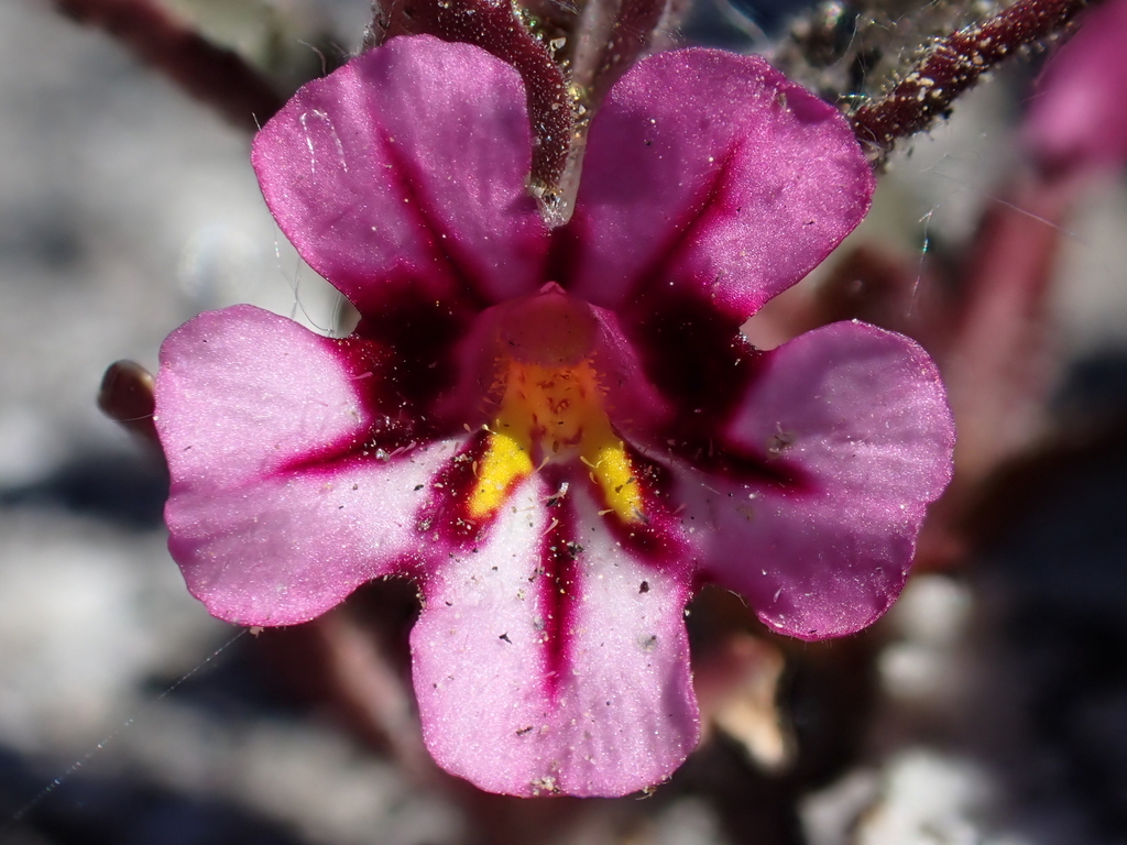 Granite-crack Monkeyflower