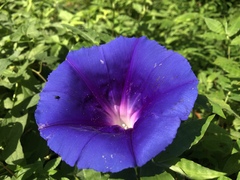 Ipomoea laeta