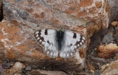 Pontia callidice
