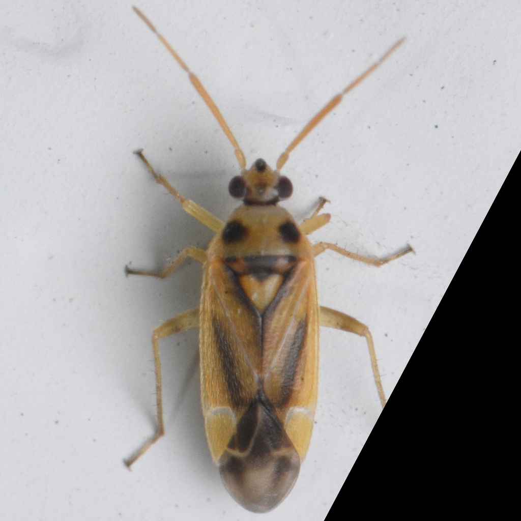 Vanduzeephylus falcatus