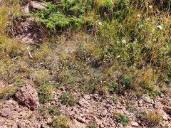 Anthemis cretica carpatica