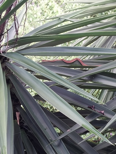 Brown Tree Snake sighting