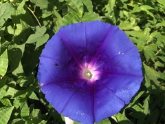 Ipomoea laeta