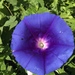 Ipomoea laeta - Photo (c) Luis F. Ramírez, some rights reserved (CC BY-NC-ND), uploaded by Luis F. Ramírez