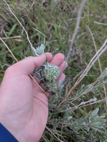 Unknown species found near Sheridan, WY 82801, USA