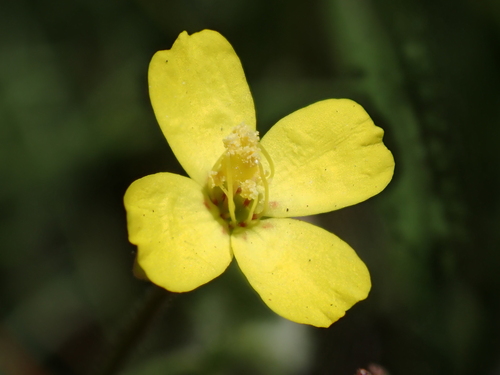 Image of Camissonia sierrae by (c) Ryan Donnelly, some rights reserved (CC BY)