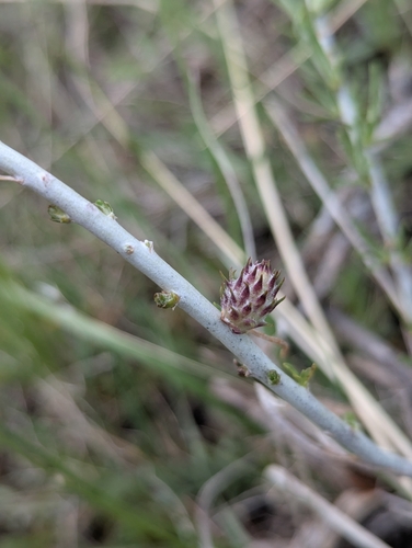 Unknown species found near Sheridan, WY 82801, USA