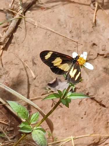 Yellow-banded Amber