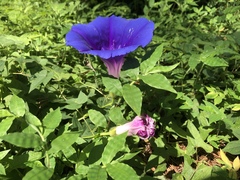 Ipomoea laeta