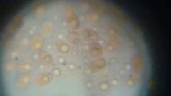 Fuscoporia ferruginosa