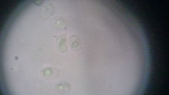 Fuscoporia ferruginosa