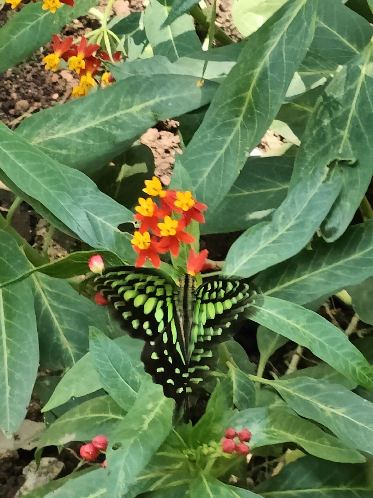 Tailed Jay