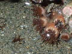 Polycyathus chaishanensis