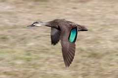 Pacific Black Duck photo 4
