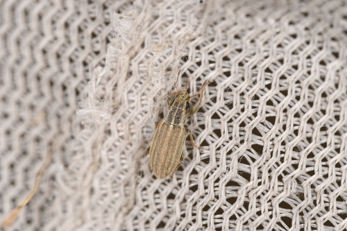 Pea leaf weevil