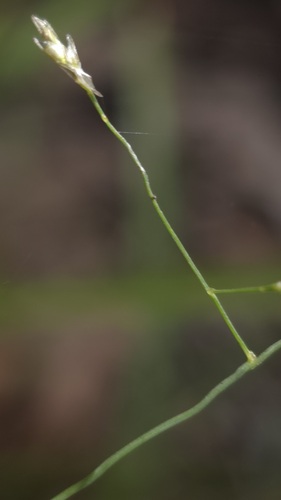 paddock lovegrass (Eragrostis leptostachya)