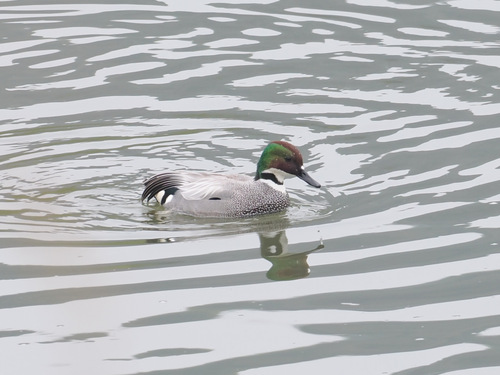 Falcated Duck