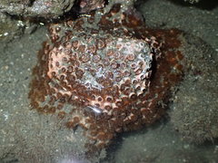 Polycyathus chaishanensis