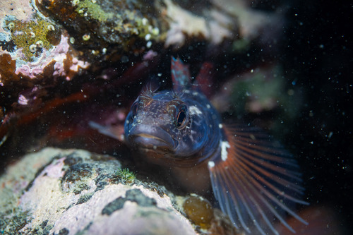 Longfinned triplefin (Ruanoho decemdigitatus) — Tripterygiidae — 5