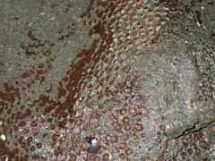 Polycyathus chaishanensis