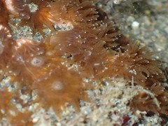 Polycyathus chaishanensis