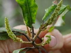 Quintinia serrata
