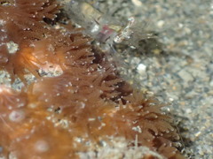 Polycyathus chaishanensis