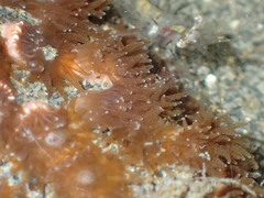 Polycyathus chaishanensis