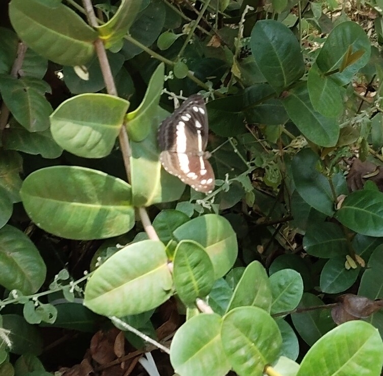 Chestnut-Streaked Sailer