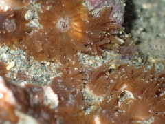 Polycyathus chaishanensis