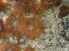 Polycyathus chaishanensis