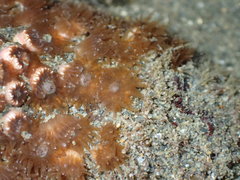 Polycyathus chaishanensis