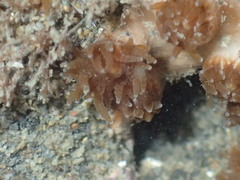 Polycyathus chaishanensis