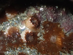 Polycyathus chaishanensis